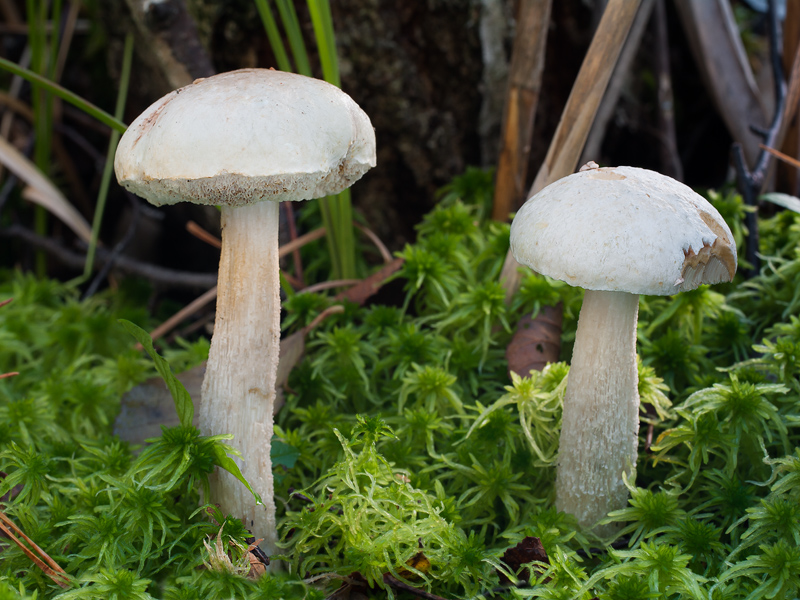 Leccinum holopus